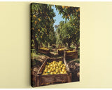 A wooden crate filled with ripe lemons sits in a lush, sunlit orchard, surrounded by rows of trees laden with fruit.